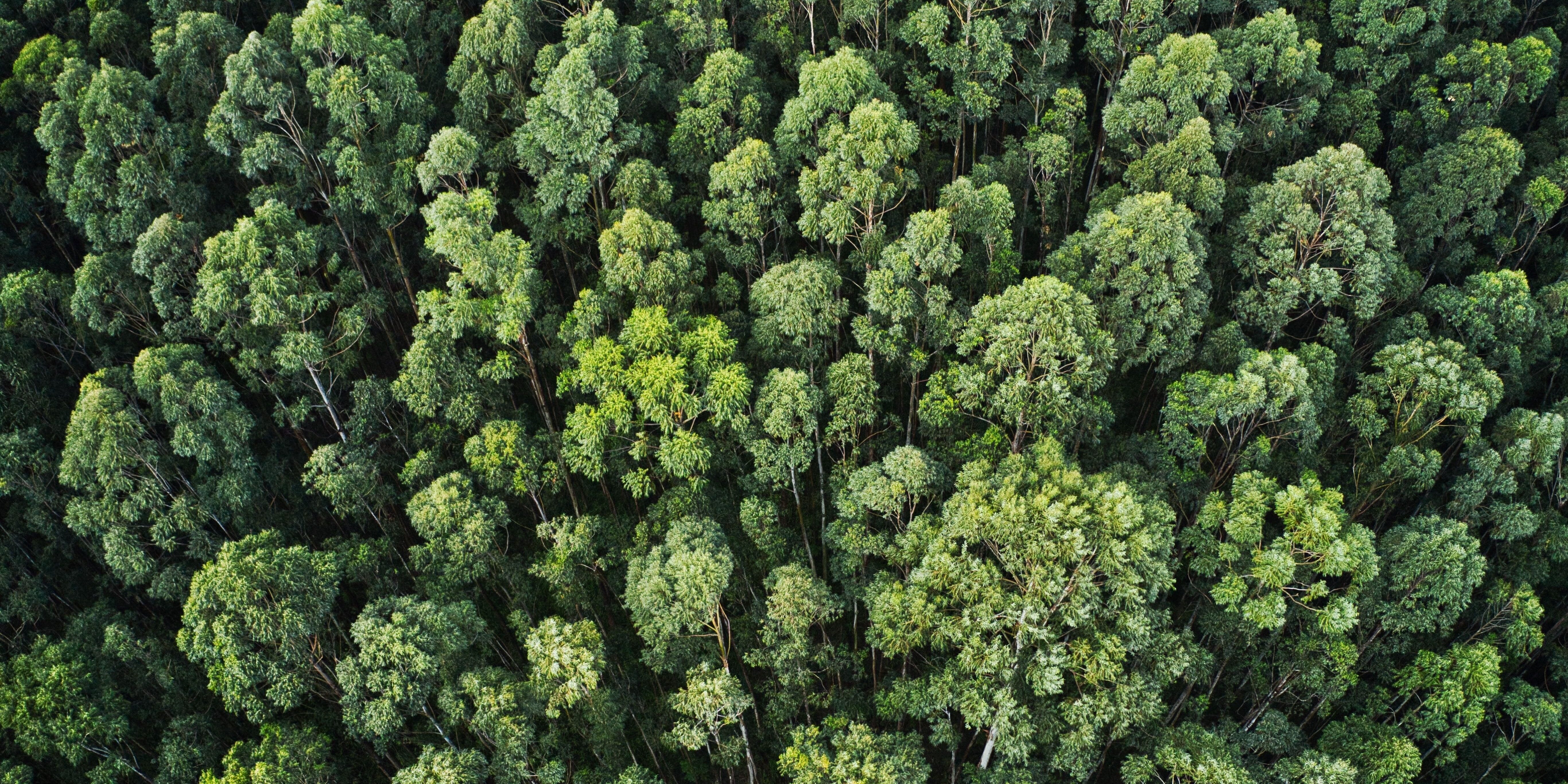 Overhead aerial shot of a thick forest with beautiful trees and greenery
