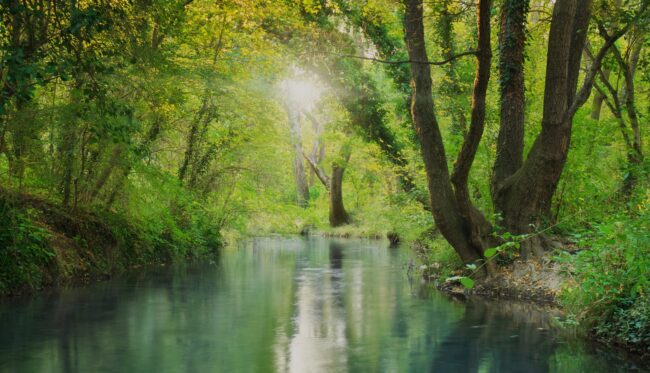 River deep in forest. Le vivant a de l'avenir